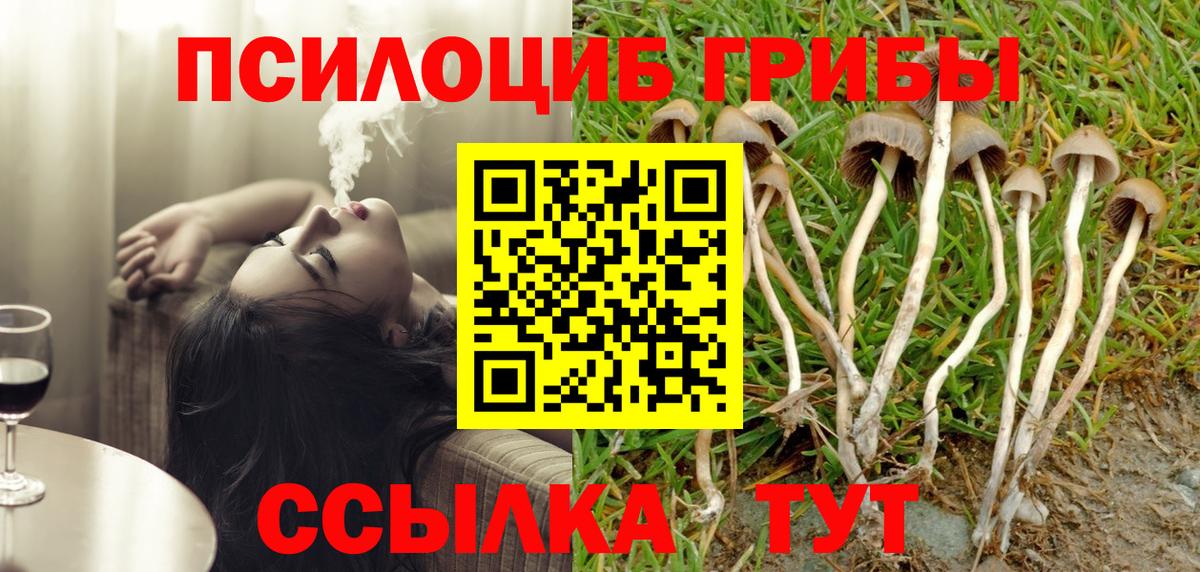 Галлюциногенные грибы Psilocybe Майкоп