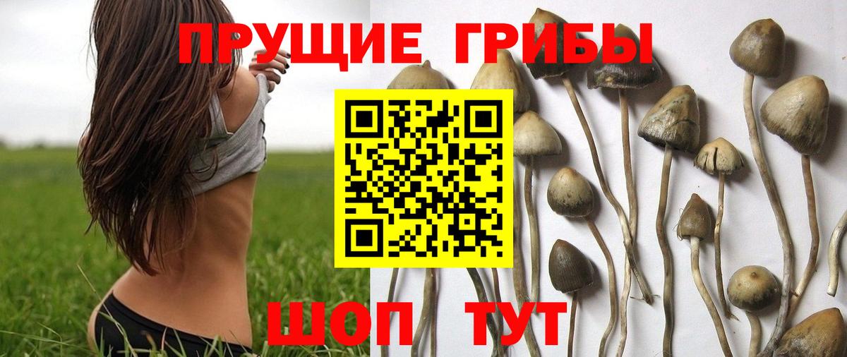 купить наркоту  Галлюциногенные грибы Psilocybine cubensis  Вход с VPN  Майкоп 